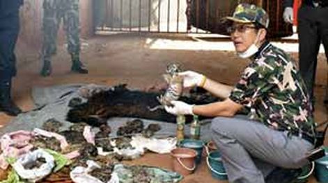 Hallan 40 tigres bebés muertos en el interior de un templo