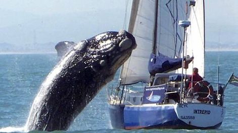 Una ballena atacó a un yate en la costa de Ciudad del Cabo