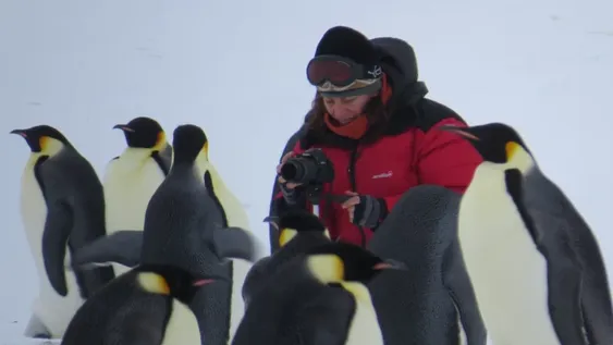 El cambio climático afecta a unos pingüinos en la Antártida
