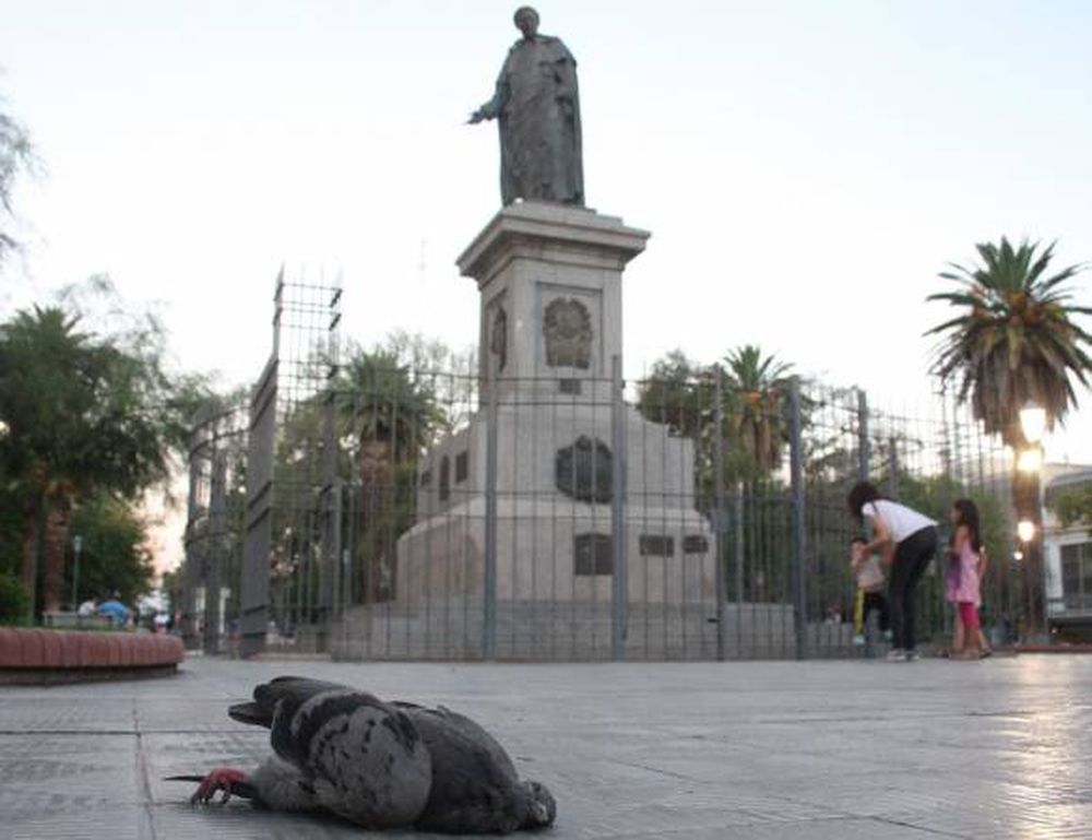Palomas muertas en la plaza