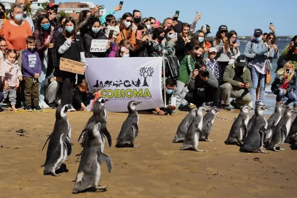 [VIDEO] Rescataron pingüinos y los devolvieron al mar