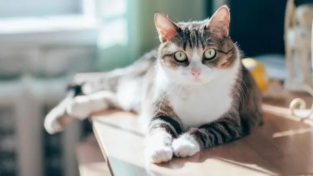 Un gato doméstico dio positivo por coronavirus en el Reino Unido