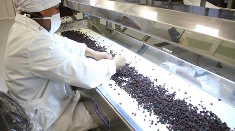 Paseros esperan con stock una mejora de precios para exportar