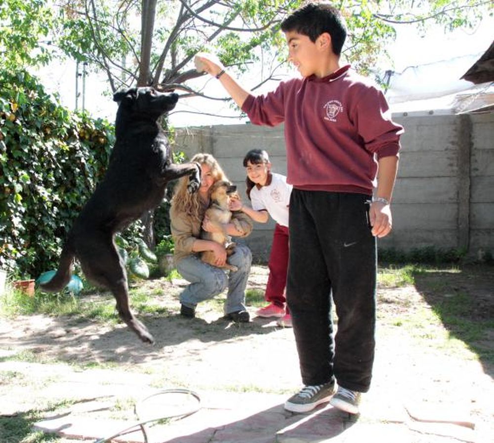 Denunciaron  que envenenó perros y ahora está detenido