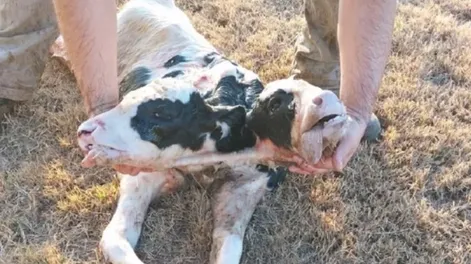 Sorpresa en Chubut: nació un ternero con dos cabezas