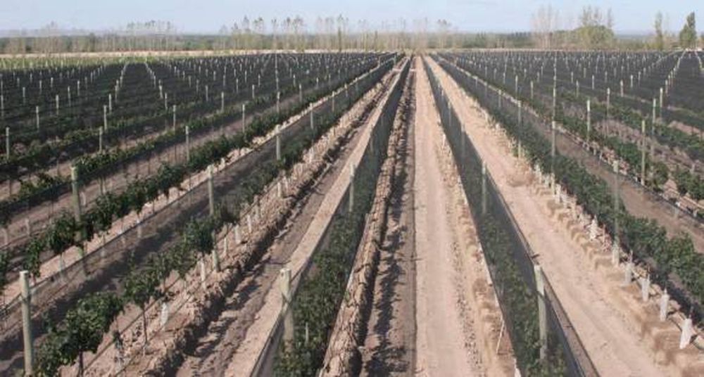 Crédito de tela antigranizo: malestar por el desinterés