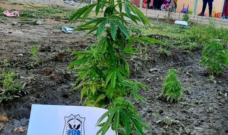 Peleó con su hermano y lo denunció por tener plantas de marihuana