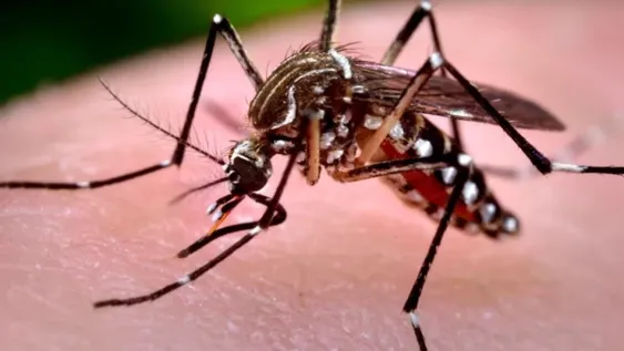 El virus chikungunya es una infección vírica transmitida por el mosquito Aedes aegypti, también transmisor del dengue.