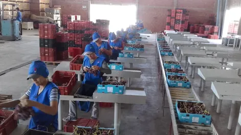 Enología celebra 159 años con una investigación internacional