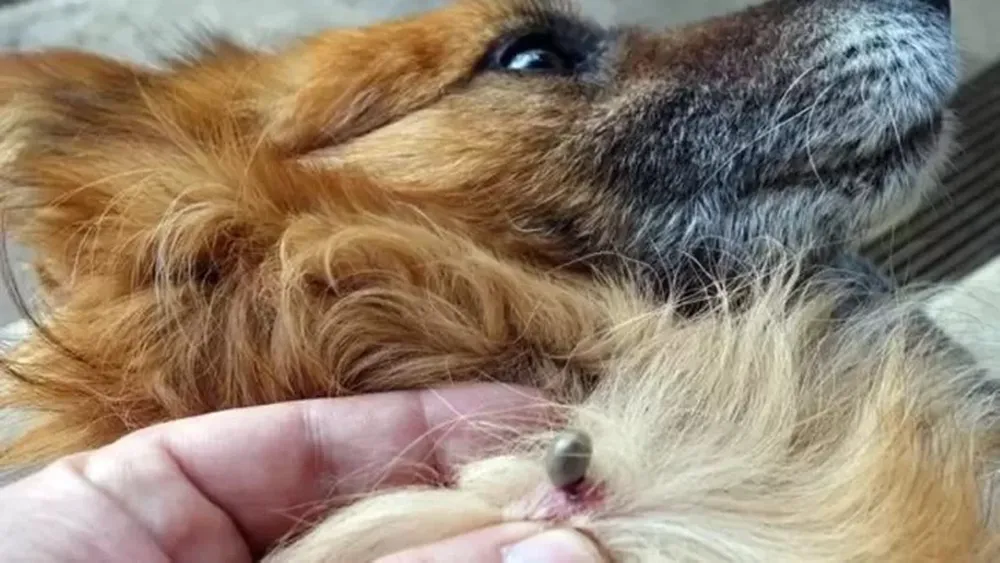 Alerta por garrapatas: por qué tiene más presencia en verano y qué hacer para evitar que infecten a las mascotas