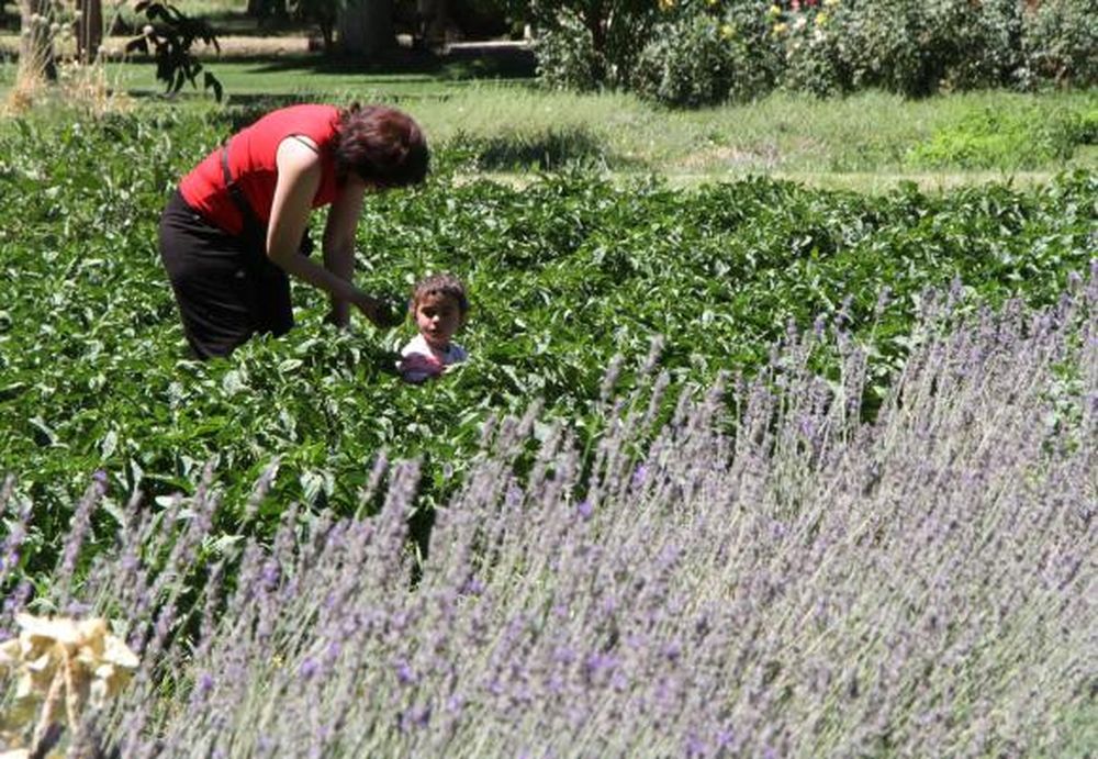 Cosechar verduras y frutas, placer extra de los turistas