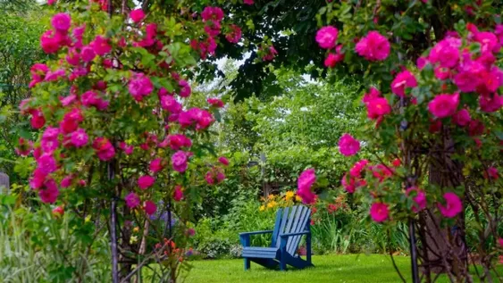 El show de las enredaderas