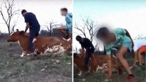 [VIDEO] Repudio en las redes a un grupo de jóvenes que se grabó golpeando a una vaca