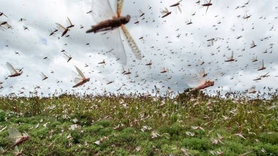 Piden una solución regional por las langostas