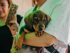 operativo de esterilizacion y vacunacion de mascotas en el parque de rivadavia: fecha, servicios y como sacar turno