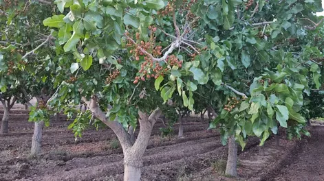 Acelerado. La demanda creció, pero la oferta no se puede adaptar tan rápido: los árboles nuevos tardan al menos 7 años en alcanzar su productividad.