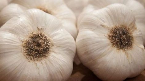 Un buen cultivo, siempre nace de una semilla “saneada” de ajo