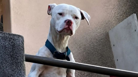 Rescataron a un dogo desnutrido en la casa de Barrelier, el único detenido por el crimen de Agostina Vega