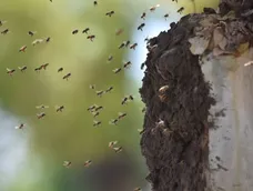 Brutal ataque de abejas: un muerto y cinco heridos, entre ellos tres policías