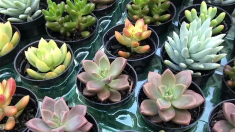 Diario de Cuyo | Apertura 728x728.webp