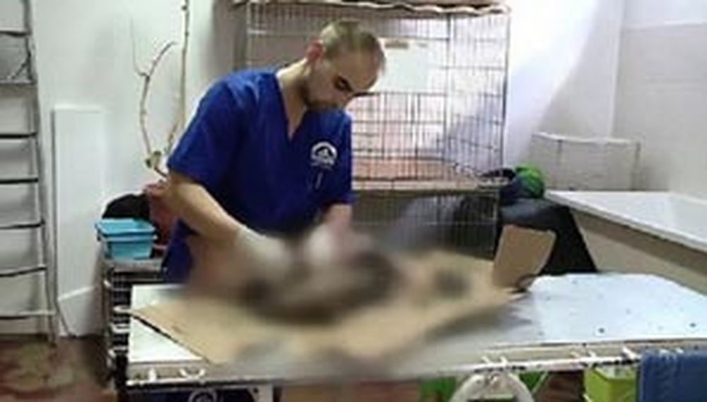 Bestial: cuatro perros fueron pegados al asfalto con alquitrán