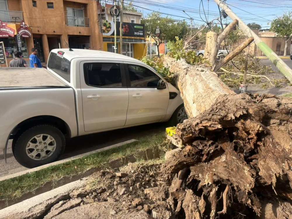 Un árbol aplastó una camioneta en Capital.