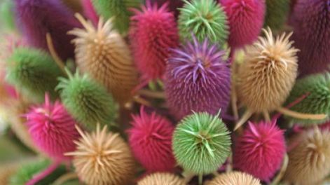 Flores secas, nueva alternativa productiva para innovadores