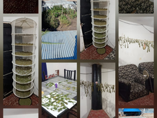 Hallaron marihuana en Caucete. Hallaron marihuana en Caucete.