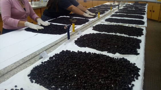 Laboratorio de calidad de pasas en rama o “Q-pasas”