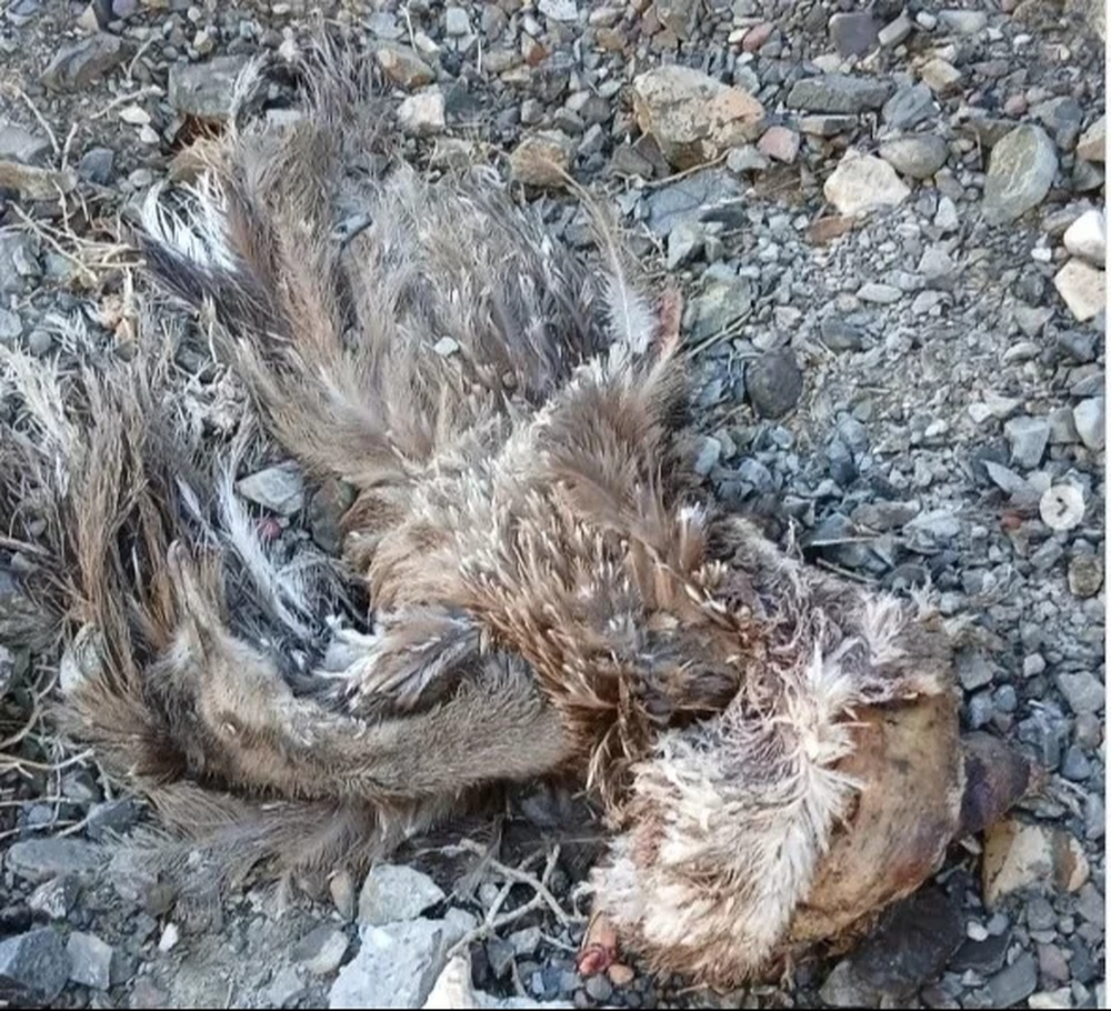 Los restos fueron encontrados en una zona cercana al paredón del dique Cuesta del Viento.