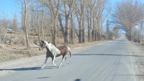 En un operativo en distintas rutas, la policía incautó animales sueltos