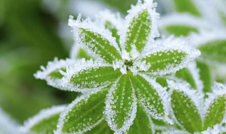 Como proteger tus plantas de las heladas y el frío: Consejos para mantener tu jardín sano