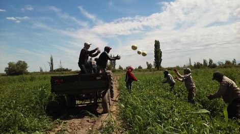 El melón de Media Agua San Juan llegó a la wiki