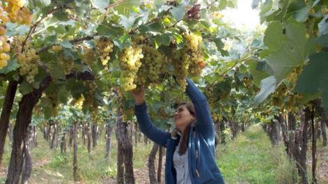 Uvas de San Juan en la bendición del Papa