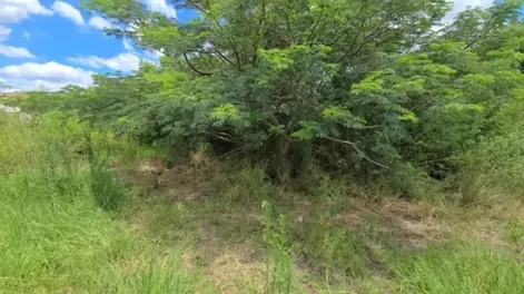 Horror: hallaron a una mujer de 62 años muerta bajo un árbol y creen que se trató de un crimen