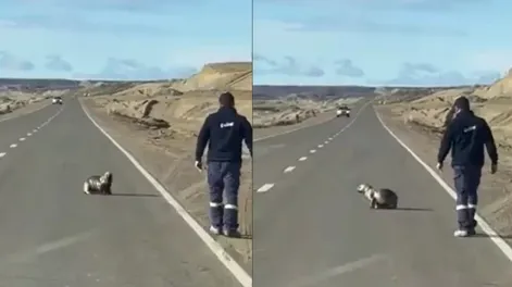 Un camionero le salvó la vida a un lobo marino que estaba perdido en medio de la ruta: “Héroe sin capa”
