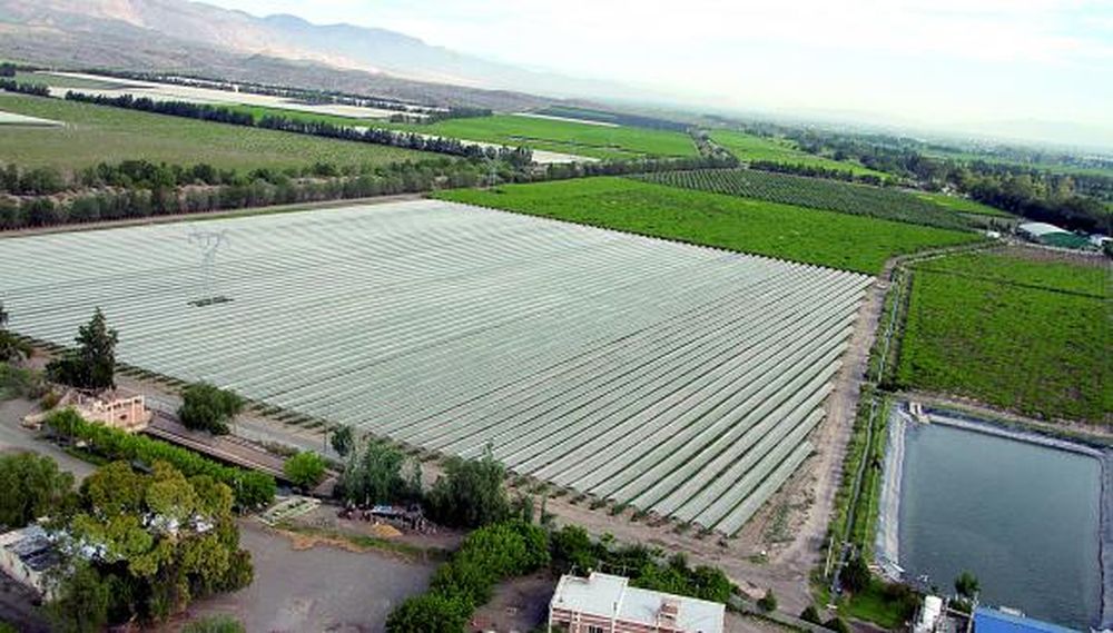 Retraso en cosecha y menos racimos para la uva de mesa