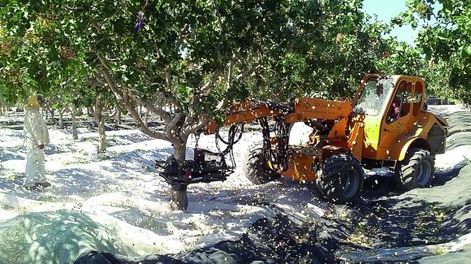 Agregan valor al pistacho de San Juan elaborando aceites