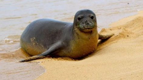 La graciosa foto de una foca que creó una curiosa ilusión óptica y se hizo viral