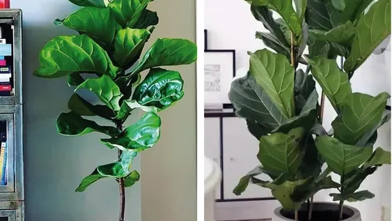 La planta más trendy