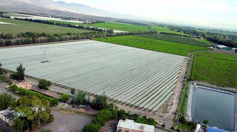 Retraso en cosecha y menos racimos para la uva de mesa