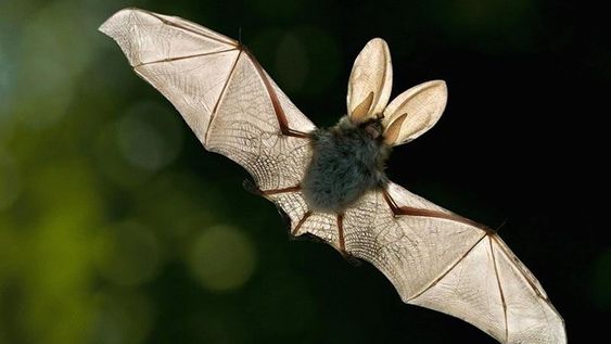 Cuáles son los cuatro países considerados como potenciales próximos focos de pandemia