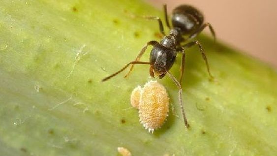 Una cochinilla causa graves daños productivos y de calidad en vides