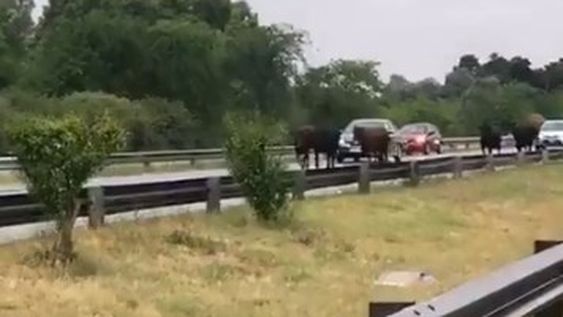 [VIDEO] Volcó un camión y más de 20 vacas corrieron libres por una autopista