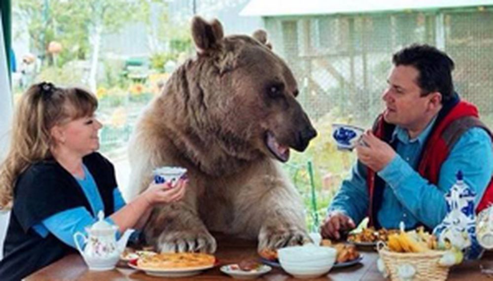 ¿La mascota? Un oso