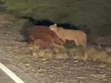 Puma en Valle Fértil.