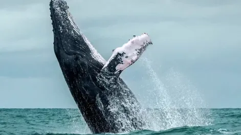 El impactante momento en el que una ballena jorobada se “traga” a un lobo marino