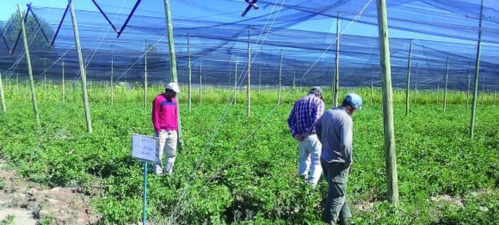 Vuelve la producción de semilla de papa en los valles cordilleranos