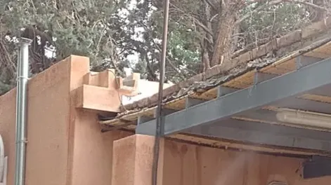 Características de cucarachas y sus métodos para el control