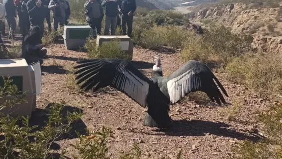 El Faunístico tendrá un centro para cuidar cóndores, sin contacto con los humanos